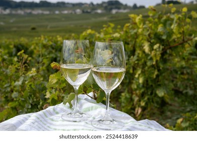 Tasting of grand cru sparkling brut white wine champagne on sunny vineyards of Cote des Blancs near village Cramant and Avize, Champagne, France, glasses of champagne outdoor - Powered by Shutterstock