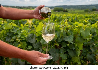 Tasting of high quality white dry wine made from Chardonnay grapes on grand cru classe vineyards near Puligny-Montrachet village, Burgundy, France