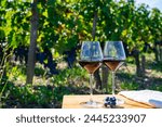 Tasting of red Bordeaux wine, Merlot or Cabernet Sauvignon red wine grapes on cru class vineyards in Pomerol, Saint-Emilion wine making region, France, Bordeaux