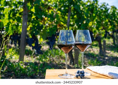 Tasting of red Bordeaux wine, Merlot or Cabernet Sauvignon red wine grapes on cru class vineyards in Pomerol, Saint-Emilion wine making region, France, Bordeaux - Powered by Shutterstock