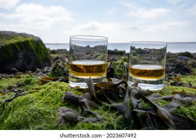 Tasting of single malt or blended Scotch whisky and seabed at low tide with algae, stones and oysters on background, private whisky distillery tours in Scotland, UK - Shutterstock ID 2023607492