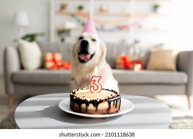 Tasty birthday cake with candle on table and adorable pet dog in festive hat at living room, selective focus. Cute golden retriever celebrating b-day, enjoying yummy treat during domestic party