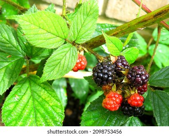 Tasty Blackberries In The Summer Sun.