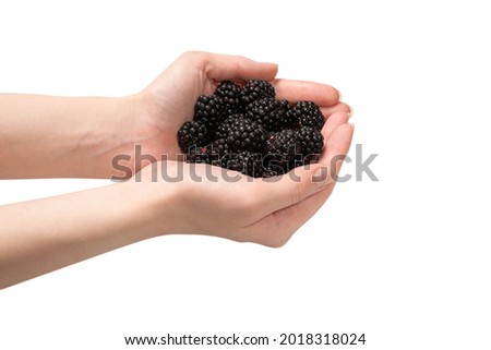 Ripe blackberries in hand