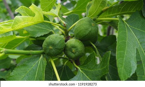 Tasty Ficus Carica Or Common Figs. Leaves And Immature Green Fruits On The Tree. Close Up. Fig Is Flowering Plant In The Mulberry Family, Moraceae.