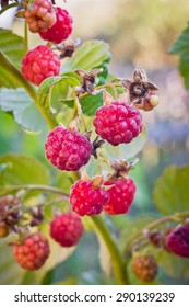 Tasty And Healthy Wild Raspberries