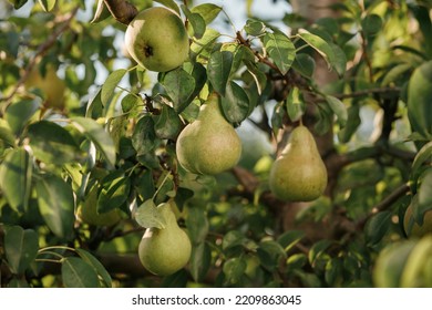 Tasty Juicy Young Pear Hanging On Tree Branch On Summer Fruits Garden As Healthy Organic Concept Of Nature Background. Ripe Fruit Harvest 