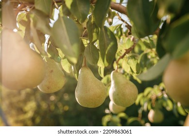 Tasty Juicy Young Pear Hanging On Tree Branch On Summer Fruits Garden As Healthy Organic Concept Of Nature Background. Ripe Fruit Harvest 