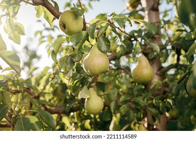 Tasty Juicy Young Pear Hanging On Tree Branch On Summer Fruits Garden As Healthy Organic Concept Of Nature Background. Ripe Fruit Harvest 