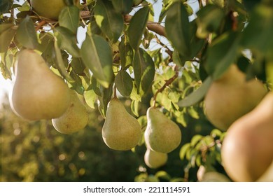 Tasty Juicy Young Pear Hanging On Tree Branch On Summer Fruits Garden As Healthy Organic Concept Of Nature Background. Ripe Fruit Harvest 