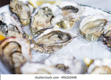 Tasty Oysters On Ice 