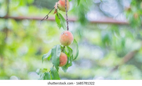 Tasty Peach Tree In The Summer Heat In The Village Georgia