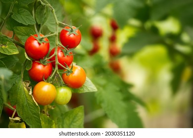 Tasty ripe cherry tomatoes on a vine inside a greenhouse. Shallow depth of field - Powered by Shutterstock