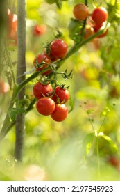 Tasty Ripe Cherry Tomatoes On A Vine Inside A Greenhouse. Shallow Depth Of Field. Ripe Tomato Plant Growing In Greenhouse. 