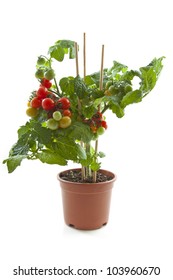 Tasty Sweet Cherry Tomato Plant In Jar Isolated  Over White