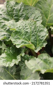 Tasty Swiss Chard Plant Leaves Growing In The Garden.