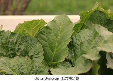 Tasty Swiss Chard Plant Leaves Growing In The Garden.