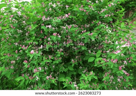 Tatarian honeysuckle (Lonicera tatarica) blooming in the garden. A huge bush of blooming honeysuckle on a sunny day. Many delicate pink flowers and buds on a background of green leaves.