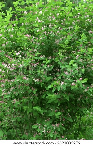 Tatarian honeysuckle (Lonicera tatarica) blooming in the garden. A huge bush of blooming honeysuckle on a sunny day. Many delicate pink flowers and buds on a background of green leaves.