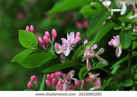 Tatarian honeysuckle (Lonicera tatarica) blooming in the garden. A huge bush of blooming honeysuckle on a sunny day. Many delicate pink flowers and buds on a background of green leaves.