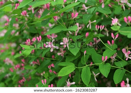 Tatarian honeysuckle (Lonicera tatarica) blooming in the garden. A huge bush of blooming honeysuckle on a sunny day. Many delicate pink flowers and buds on a background of green leaves.