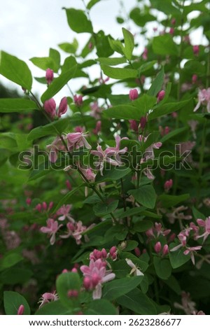 Tatarian honeysuckle (Lonicera tatarica) blooming in the garden. A huge bush of blooming honeysuckle on a sunny day. Many delicate pink flowers and buds on a background of green leaves.