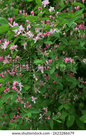Tatarian honeysuckle (Lonicera tatarica) blooming in the garden. A huge bush of blooming honeysuckle on a sunny day. Many delicate pink flowers and buds on a background of green leaves.