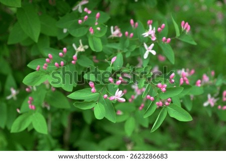 Tatarian honeysuckle (Lonicera tatarica) blooming in the garden. A huge bush of blooming honeysuckle on a sunny day. Many delicate pink flowers and buds on a background of green leaves.