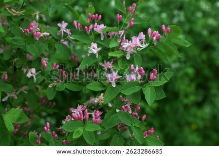 Tatarian honeysuckle (Lonicera tatarica) blooming in the garden. A huge bush of blooming honeysuckle on a sunny day. Many delicate pink flowers and buds on a background of green leaves.