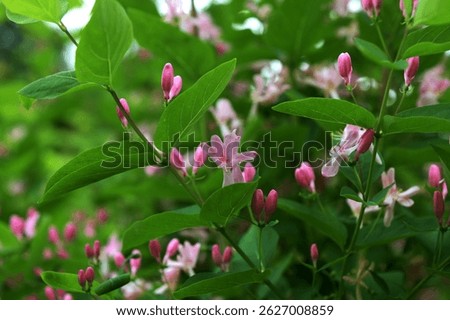 Tatarian honeysuckle (Lonicera tatarica) blooming in the garden. A huge bush of blooming honeysuckle on a sunny day. Many delicate pink flowers and buds on a background of green leaves.