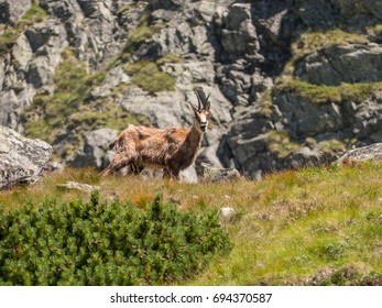 Tatra chamois in Hight Tatras. Rupicapra rupicapra tatrica. Stones and green grass in background . - Shutterstock ID 694370587