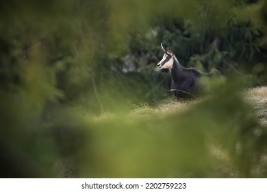 Tatra Chamois Standing On Dry Grassland In Autumn.