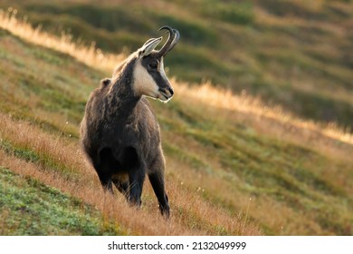 Tatra Chamois Standing On Grass Slope In Autumn Nature