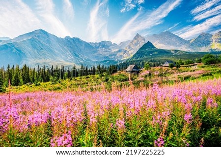 Tatra National Park in Poland. Tatra mountains panorama, Poland colorful flowers and cottages in Gasienicowa valley (Hala Gasienicowa) Hiking in nature landscape [[stock_photo]] © 