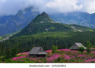 Tatry National Park, Hala Gasiennicowa