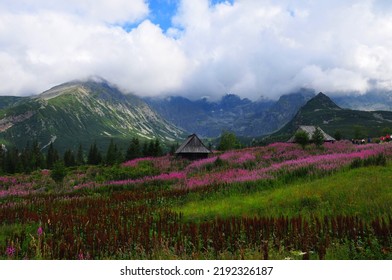 Tatry National Park , Hala Gasiennicowa