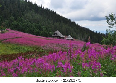 Tatry National Park , Hala Gasiennicowa