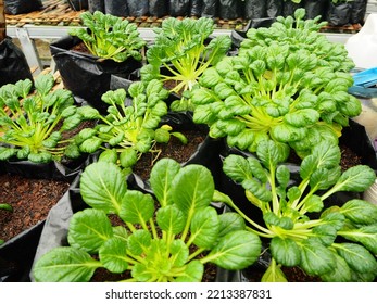 Tatsoi; an Asian variety of Brassica rapa grown for greens. Also called tat choy, it is closely related to the more familiar Bok Choy. This plant has become popular in North American cuisine - Shutterstock ID 2213387831