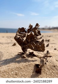 A tattered, torn leaf of a tree sways in the wind against the background of a blue sunny sky and a blue water surface. A poplar branch is buried in the sand. A bright, spring landscape.