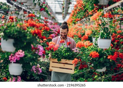 Tattooed Bearded Florist Man Working With Flowers At A Plant Nursery And Carrying Them In A Wooden Crate. Florist Working In Garden Center. Successful Man Gardener Standing In A Bright Greenhouse.