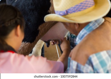 Taught By Farmers - Young Girl Is Learning How To Milking A Cow By Hand 