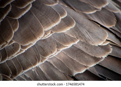 Taupe Goose Feathers Up Close
