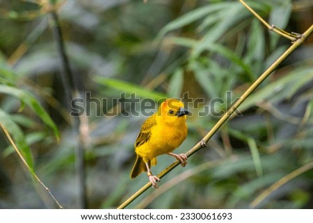 A Taveta weaver stands on the leave.
The name of the bird comes from the unique markings coloration of the bird, as well as how these birds weave intricate nests.