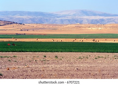 Tavoliere Delle Puglie, Countryside Near Foggia (Puglia, Italy)