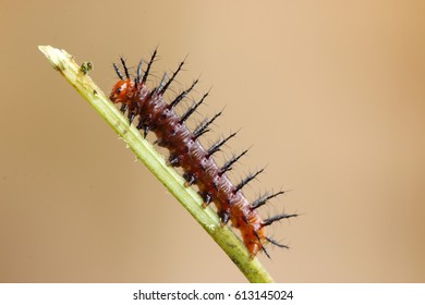 A Tawny Coster Larva Or Caterpillar In Its 3rd Or 4th Instar Feeding On The Outer Skin Layer Of A Vine Of Passiflora Foetida.