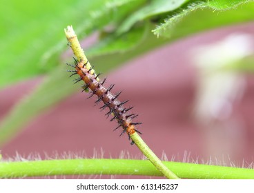 A Tawny Coster Larva Or Caterpillar In Its 3rd Or 4th Instar Feeding On The Outer Skin Layer Of A Vine Of Passiflora Foetida.