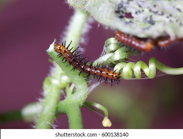 A Tawny Coster Larvae Or Caterpillars In Their 2nd Or 3rd Instar Feeding On The Outer Skin Layer Of A Vine Of Passiflora Foetida. 