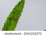 Tawny Coster lays its eggs in a tight cluster on the underside of a leaf of the host plant
yellowish egg is olive-shaped with a ribbed surface
It has a height of about 0.8-0.85mm
diameter about 0.7mm