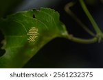 Tawny Coster lays its eggs in a tight cluster on the underside of a leaf of the host plant
yellowish egg is olive-shaped with a ribbed surface
It has a height of about 0.8-0.85mm
diameter about 0.7mm