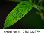 Tawny Coster lays its eggs in a tight cluster on the underside of a leaf of the host plant
yellowish egg is olive-shaped with a ribbed surface
It has a height of about 0.8-0.85mm
diameter about 0.7mm